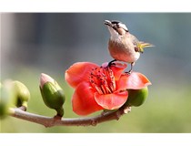 柯尼卡美能達彩色復印機C658打印效果怎么樣？